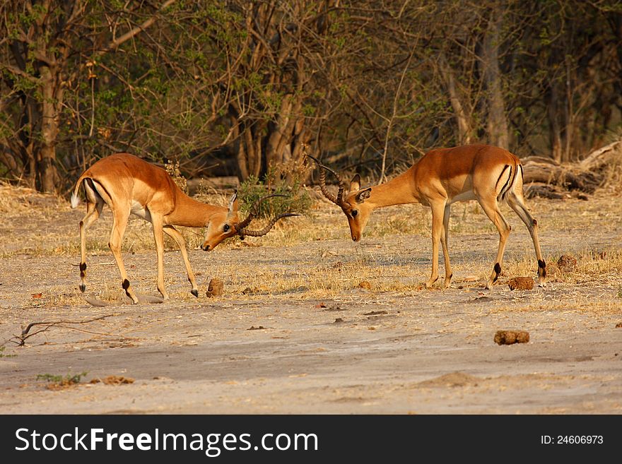 Two Impala Rams, fighting for the right to mate in the breeding season called rutting. Two Impala Rams, fighting for the right to mate in the breeding season called rutting.