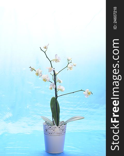 White orchid in white flowerpot  on blue background