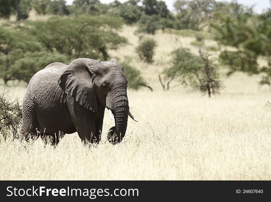 The African savannas hold fewer Elephants now as they become rarer. The African savannas hold fewer Elephants now as they become rarer.