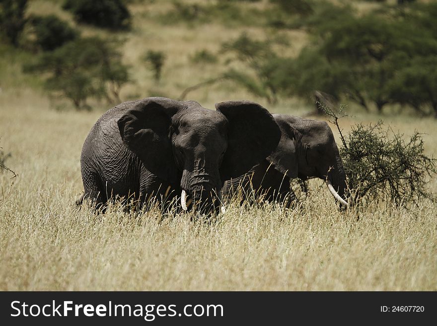 African Elephants are also known as Bush Elephants, as this is their preferred terrain. African Elephants are also known as Bush Elephants, as this is their preferred terrain