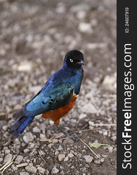 The Superb Starling has beautiful iridescent colorful feathers. The Superb Starling has beautiful iridescent colorful feathers.