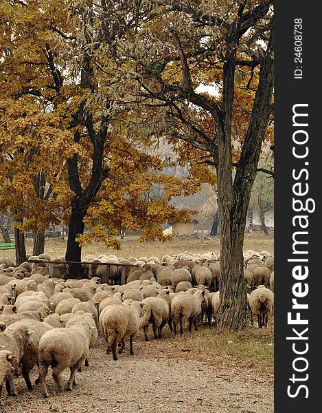 Herd of sheep gathering in Transylvania