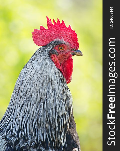 Portrait of a colorful rooster. Portrait of a colorful rooster