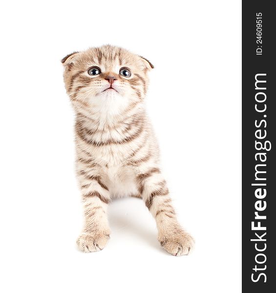 Scottish fold brown tabby kitten front view