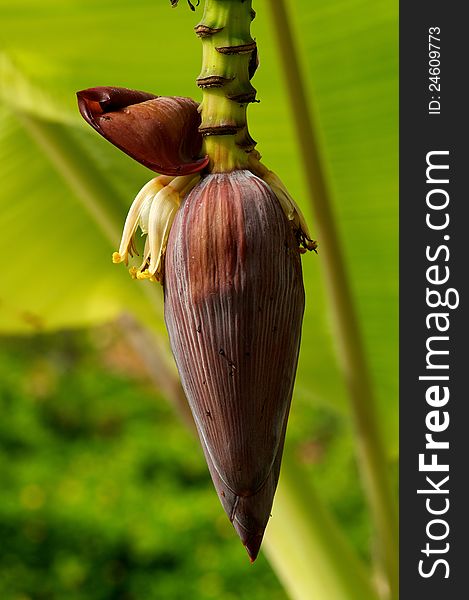 Banana Flower on palm leaves background