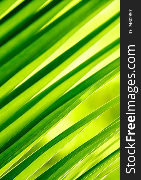 Fresh Green Background of palm plants leaf