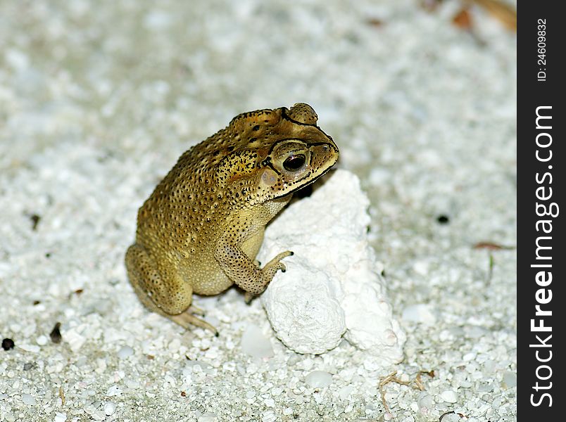 Golden Tree Frog or Hyla standing near stone in natural environment