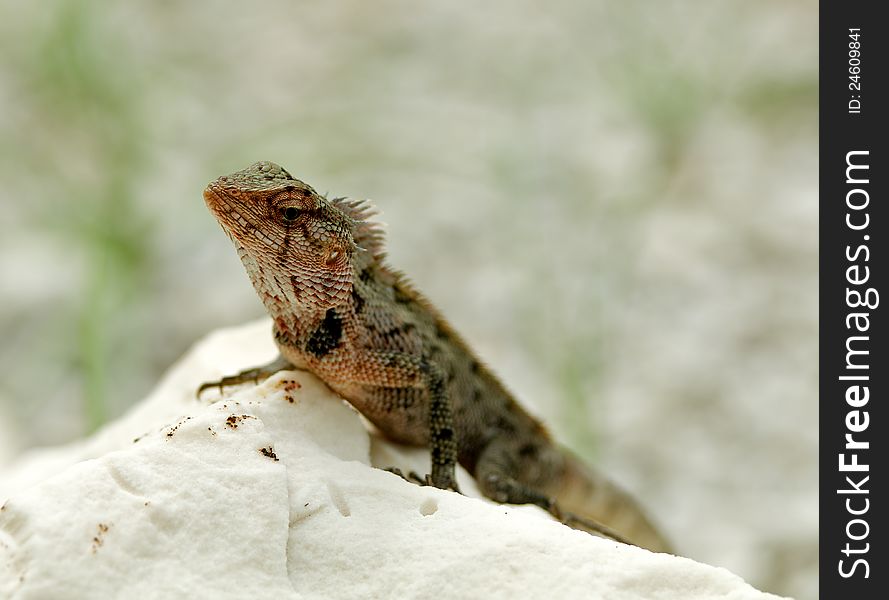 Agama Lizard in natural environment on white stone