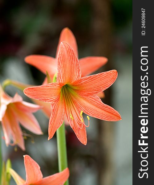 One Light Red Striped amaryllis in garden