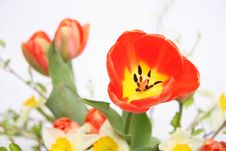 Spring Tulip Royalty Free Stock Images Spring Tulip Royalty Free Stock Images
