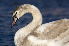 Portrait Of A Swan Royalty Free Stock Images