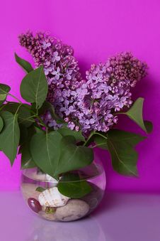 Bunch Of Violet Lilac Flower In Vase Stock Photography