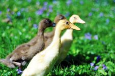 Yellow & Brown Ducklings In A Purple Flower Field Stock Images Yellow & Brown Ducklings In A Purple Flower Field Stock Images