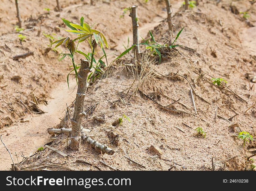 Cassava sapling on rutted soil, cassava planting, Thailand