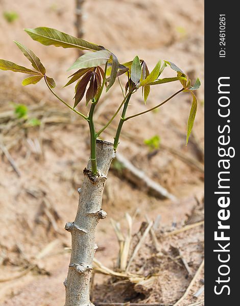 Close up of cassava sapling on rutted soil, cassava planting, Thailand