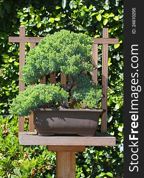 Japanese Juniper Miniature Tree On Display Stand With Green Background. Japanese Juniper Miniature Tree On Display Stand With Green Background