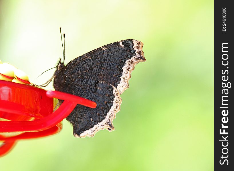 Black And White Butterfly On Bird Feeder With Pale Green Background