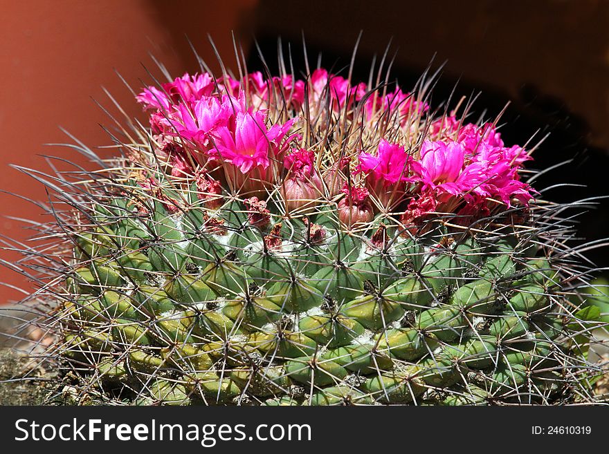 Pink Magenta Flowers Blooming On Spiky Cacti. Pink Magenta Flowers Blooming On Spiky Cacti