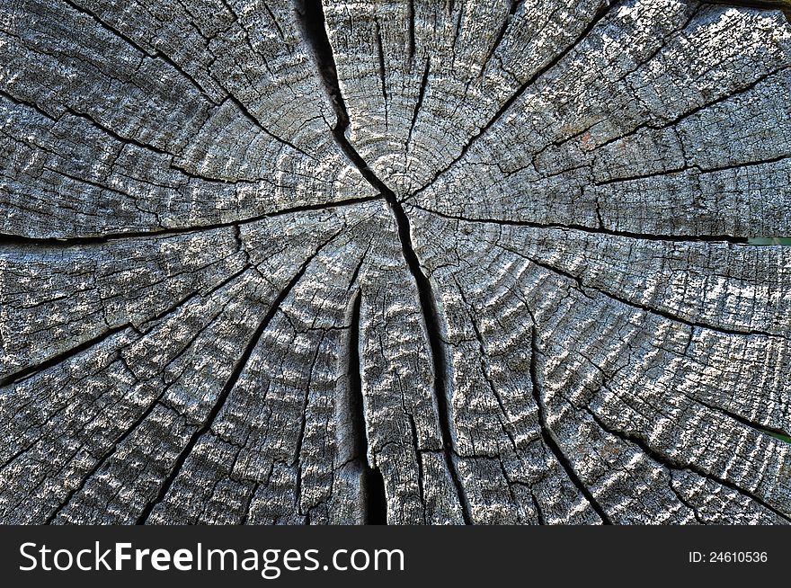 Dry wood timber natural background