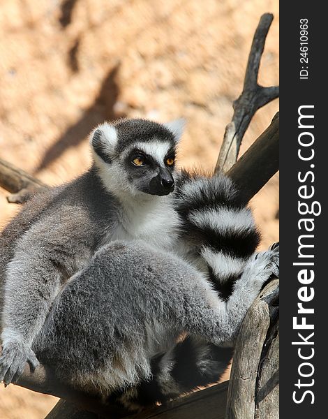 Ring Tailed Lemur Sitting In Tree With Tan Blurred Background