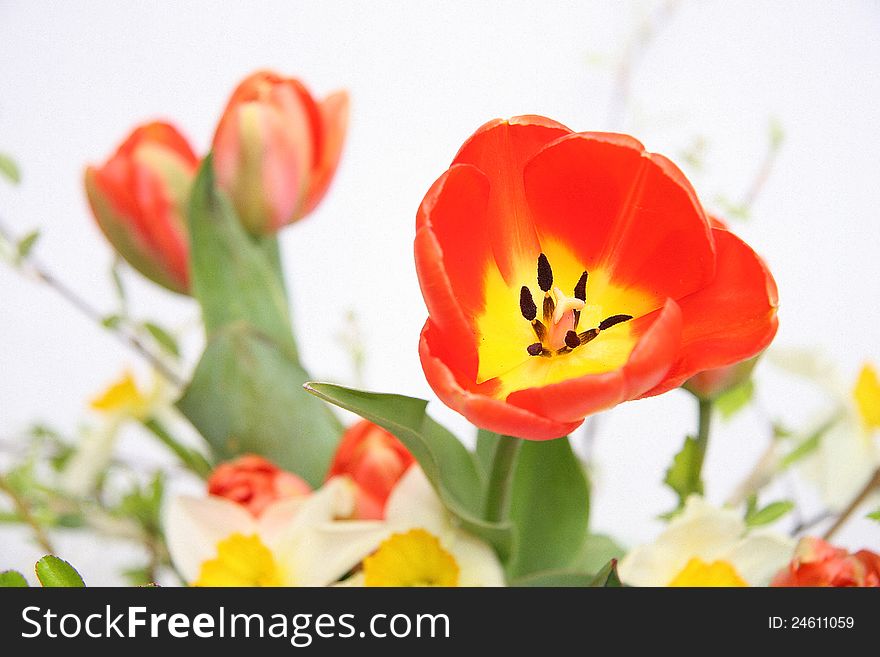 Spring red tulip flower background. Spring red tulip flower background