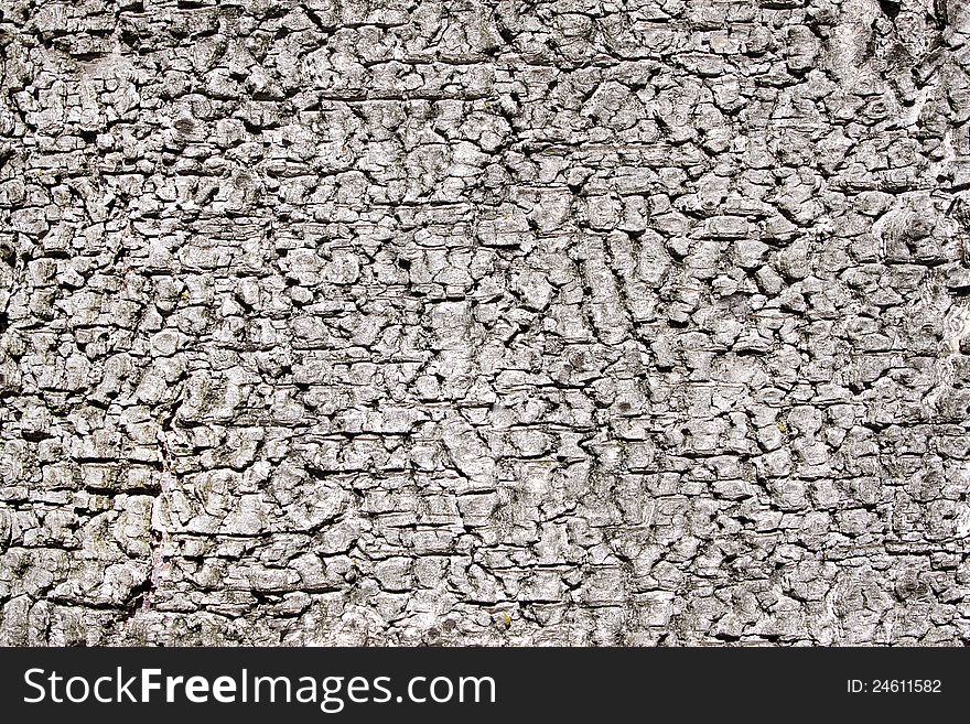 Texture of the bark of birch