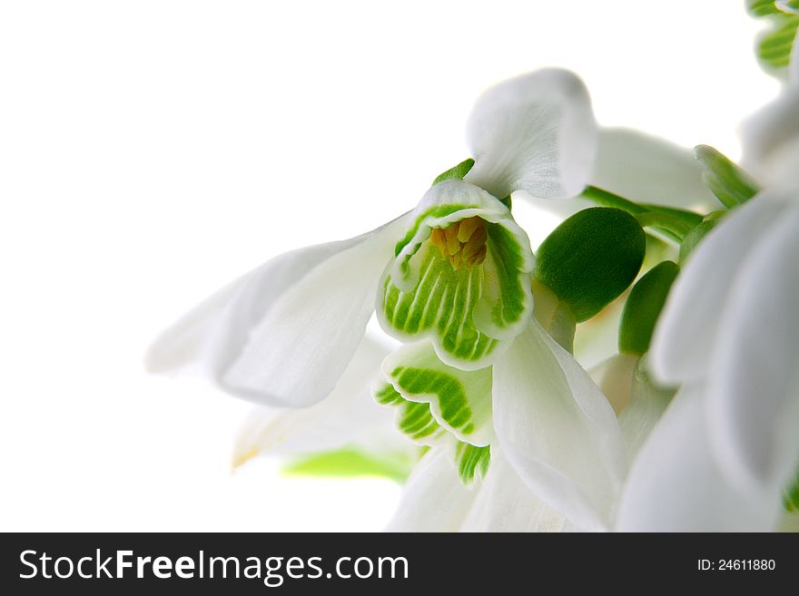 Snowdrops isolated on a white background, macro shot. Snowdrops isolated on a white background, macro shot