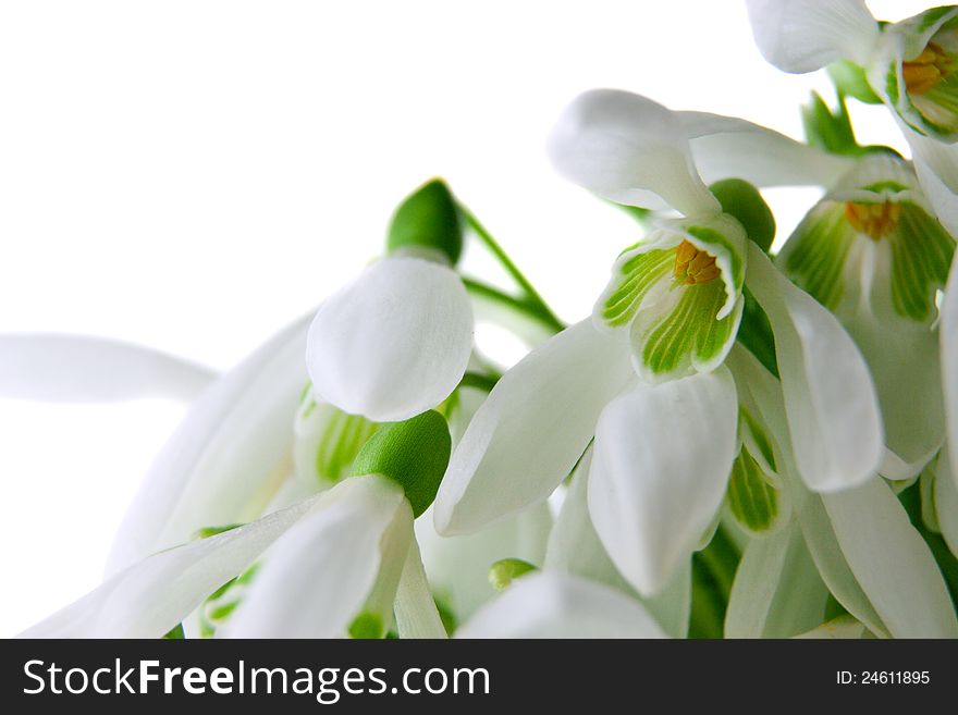 Snowdrops Isolated On A White Macro