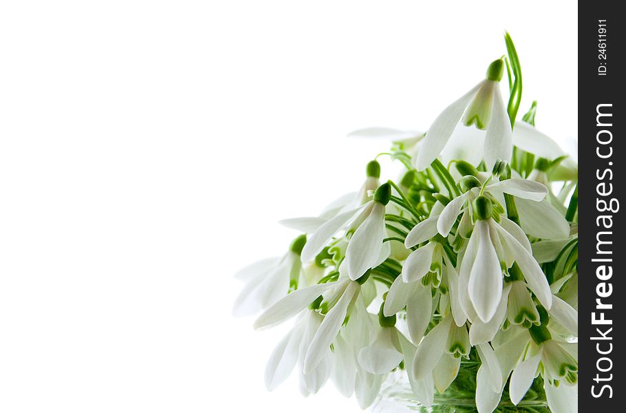 Snowdrops isolated on a white background