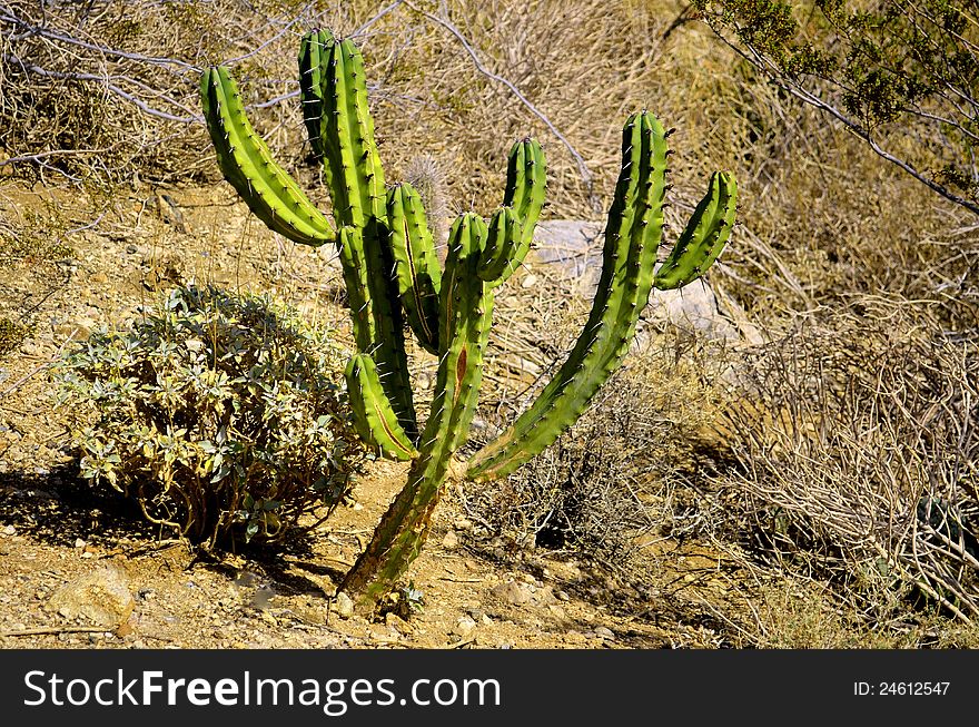 Cactus, sage and rocks.