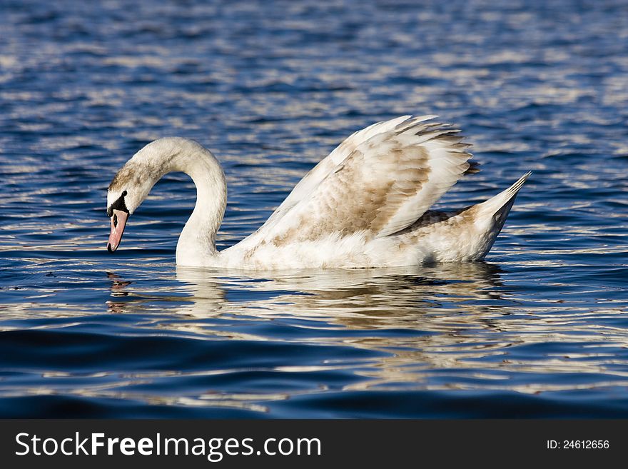 Swan on the river vltava, reflection of the swan in the water level, swan looking at the water surface, swan floats on the undulating surface of the river, swan in daily sunlight