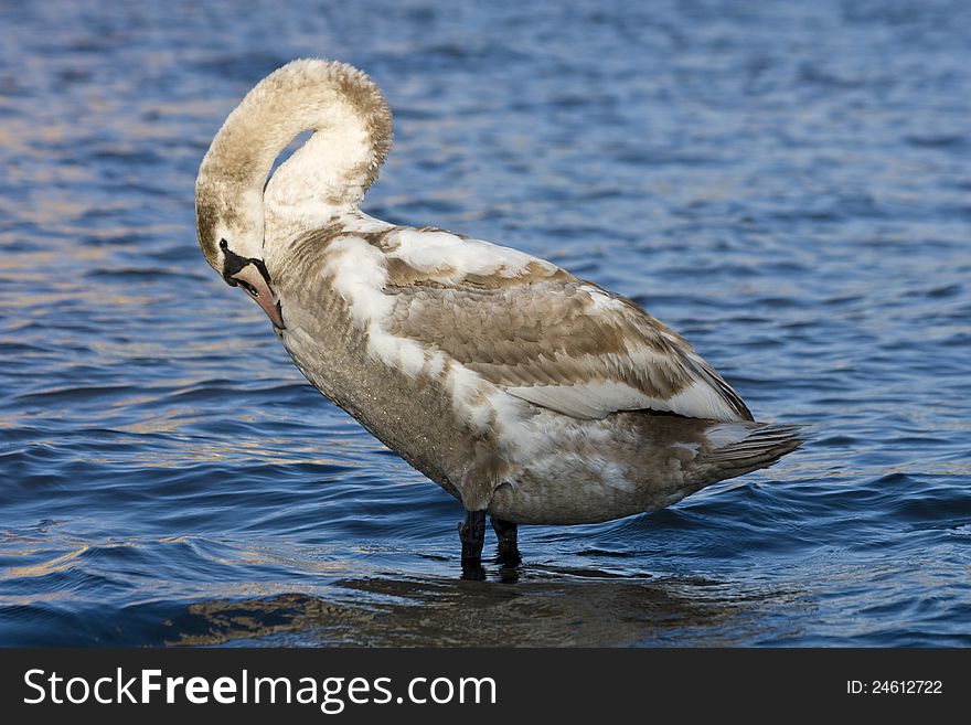 Swan in the water with his head on his chest
