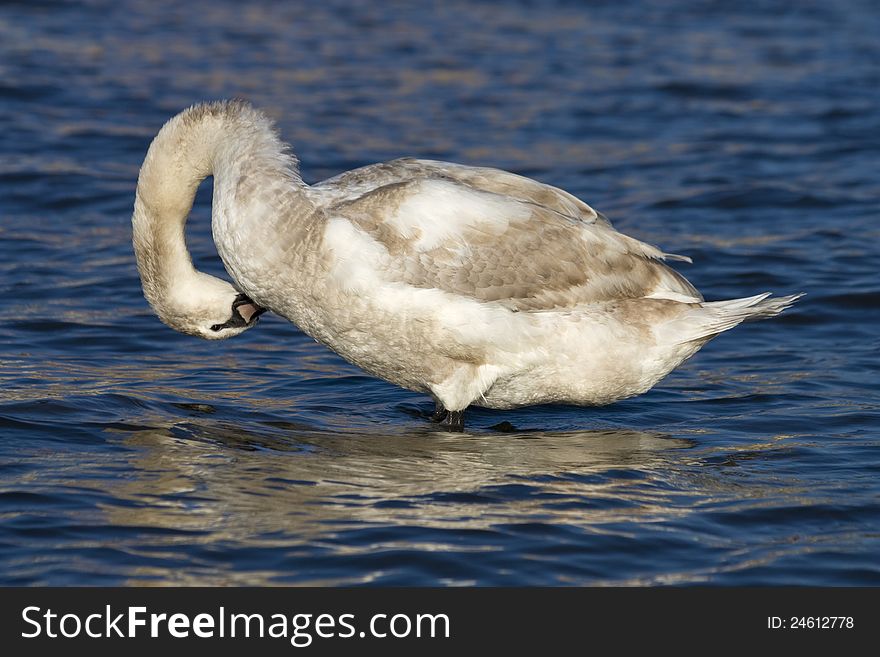 Swan on the river with his head down to clean feathers