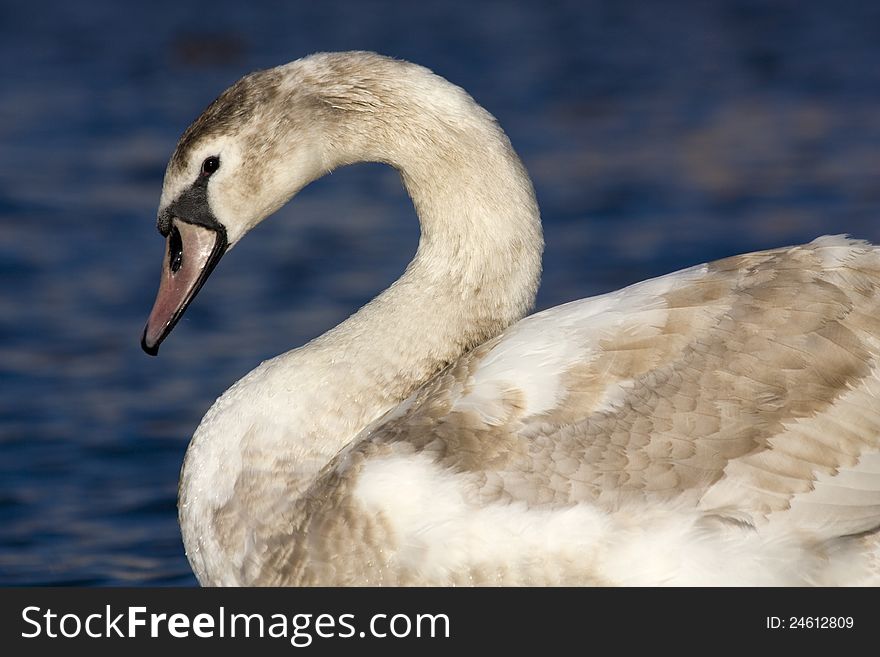 Detail with swan neck bent, swan from the background, swan on water, swan feather details, swan in daily sunlight, swan from the side. Detail with swan neck bent, swan from the background, swan on water, swan feather details, swan in daily sunlight, swan from the side