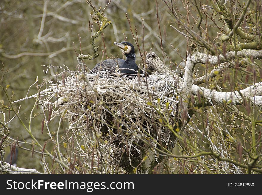 Cormorant on his nest