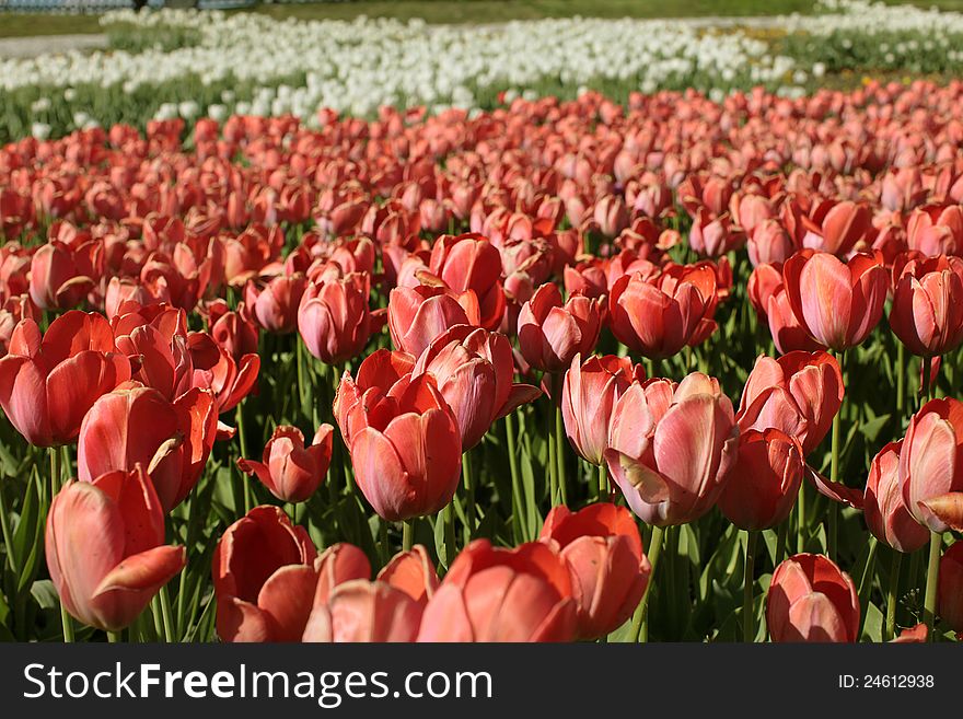 Red and white tulips field. Red and white tulips field.