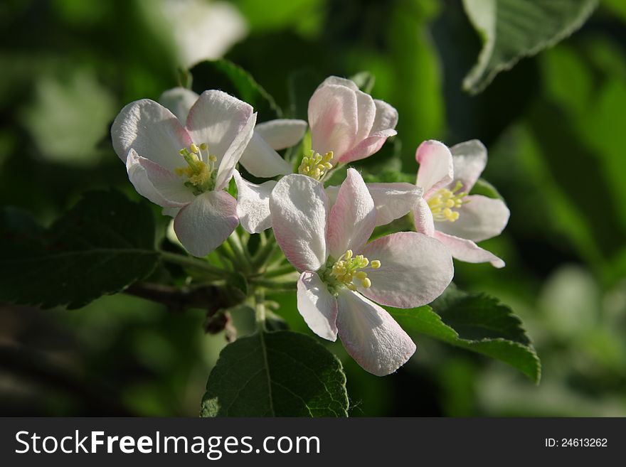 An apple-tree garden is in spring during flowering. An apple-tree garden is in spring during flowering