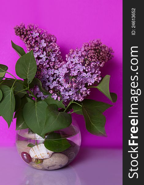 Bunch of violet lilac flower in vase