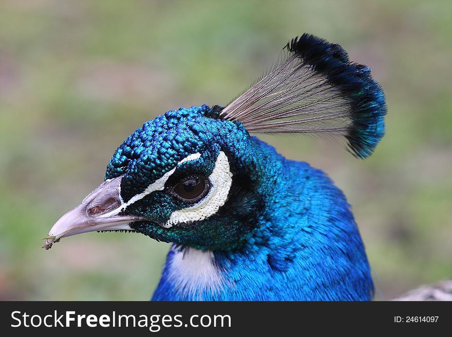 Male peacock portrait, with beautiful feathered detail