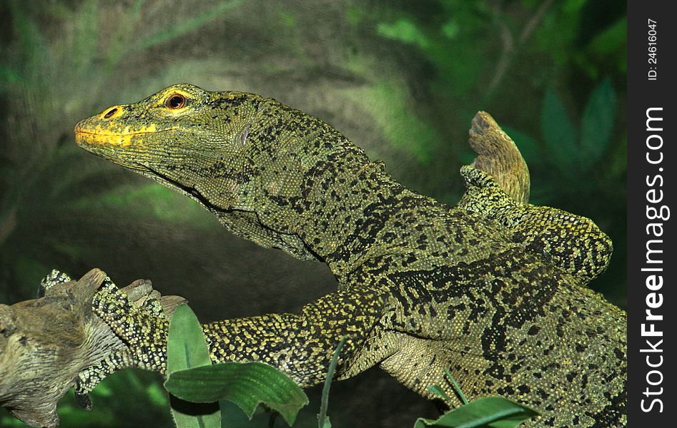 Spotted Green, Black And Yellow Philippine Monitor Lizard Close Up