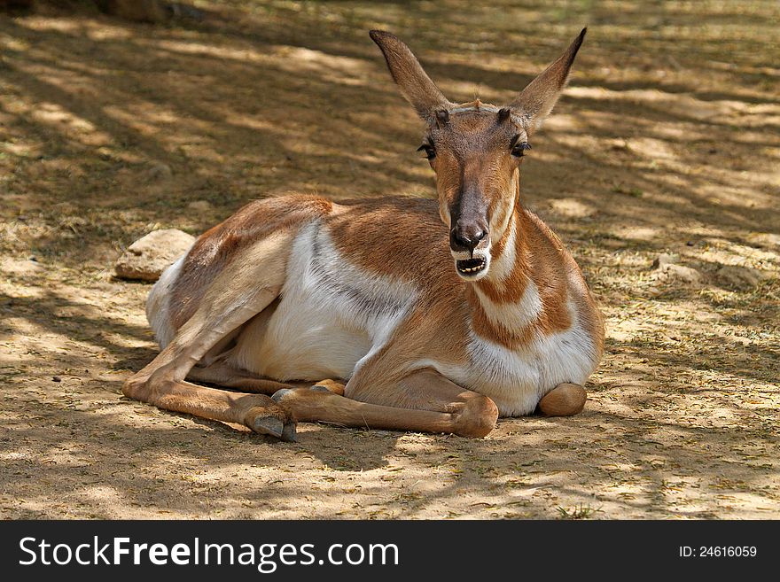 Endangered Mexican Desert Pronghorn Antelope With Open Mouth