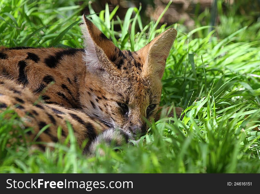 Close Up Detail Portrait Of Serval Sleeping In Green Grass