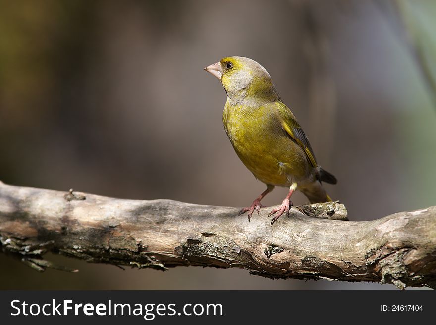 Greenfinch male  golden bird-like. Greenfinch male  golden bird-like