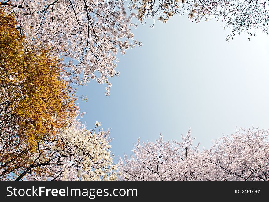 Blooming cherry and magnolia on a blue sky background. Blooming cherry and magnolia on a blue sky background