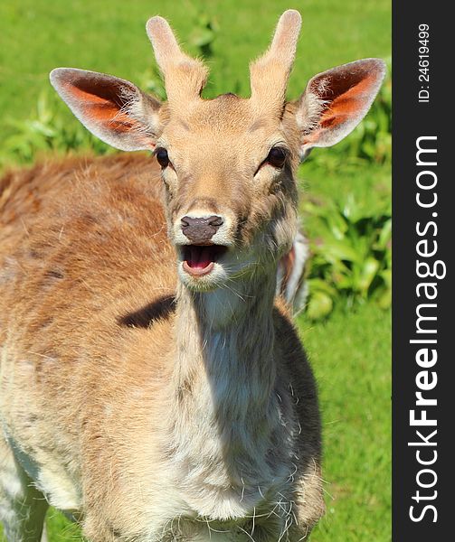 Closeup of a young deer in the nature