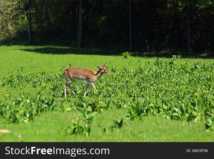 Young deer in the nature