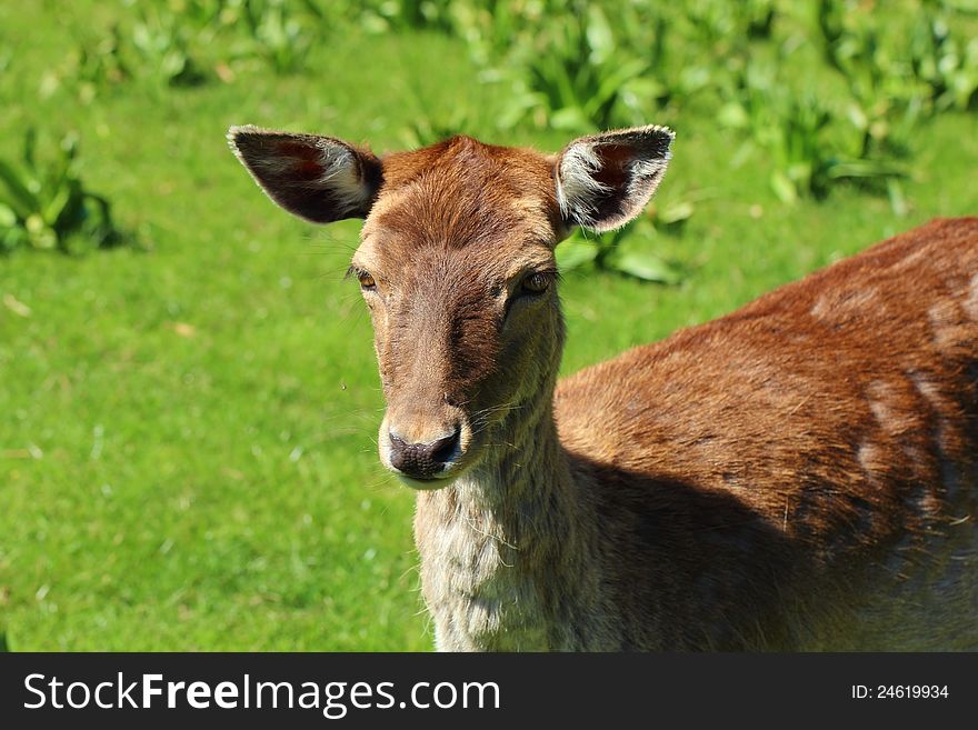 Closeup of a young deer in the nature