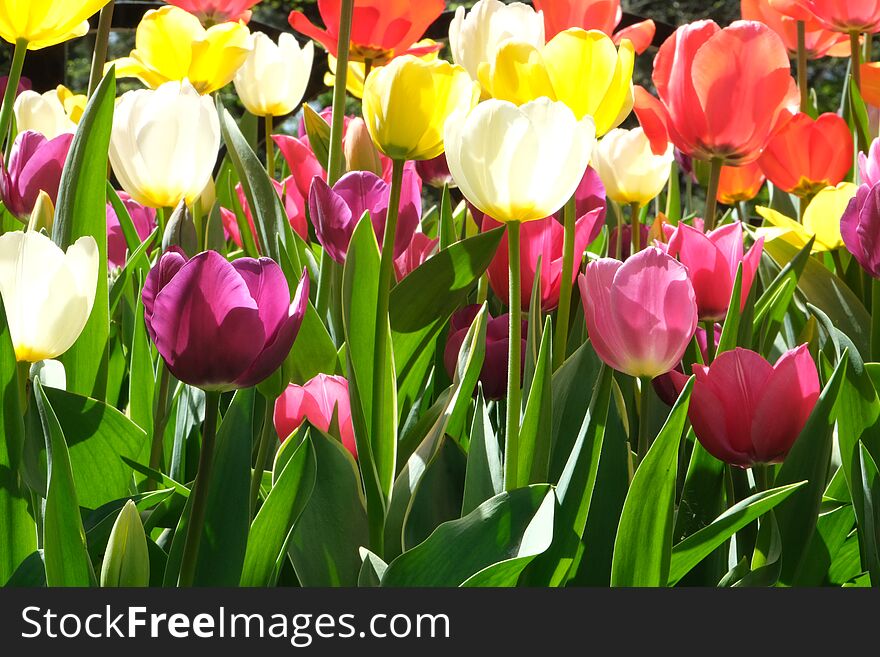 People see tulips and other flowers at the International Tulip Festival in Emirgan Wood,Istanbul, Turkey. APRIL 24, 2022 ISTANBUL TURKEY. People see tulips and other flowers at the International Tulip Festival in Emirgan Wood,Istanbul, Turkey. APRIL 24, 2022 ISTANBUL TURKEY