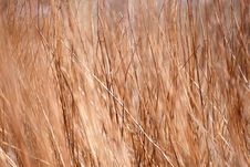 Background A Structure - A Dry Grass Stock Photo