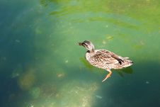 Duck Is Swimming In The Green Pond Royalty Free Stock Images